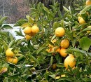 باغ ليمو
