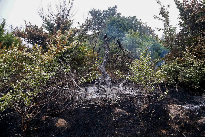آتش سوزی گسترده جنگل های گلستان