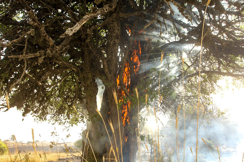 آتش سوزی گسترده جنگل های گلستان