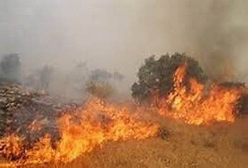 شعله‌های سوزان آتش در جنگل‌های ایلام