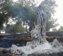 آتش بر جان جنگل های ایران