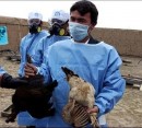 آماده‌باش وزارت بهداشت برای مقابله با آنفلوآنزای پرندگان