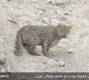 تصویربرداری از پلنگ ایرانی در منطقه شکار ممنوع خنار