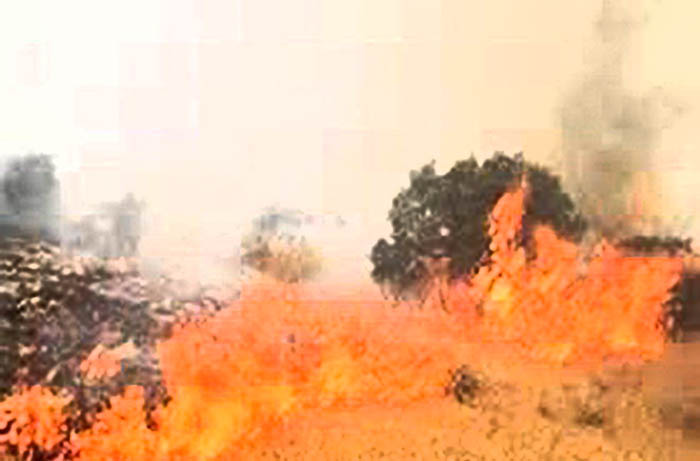 شعله‌های سوزان آتش در  جنگل‌های ایلام