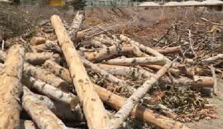 قطع بیش از 200 اصله درخت در پارک ارم
