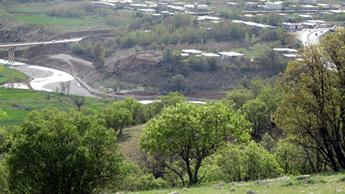 قطع درختان مثمر و کهنسال در کهگیلویه و بویر احمد